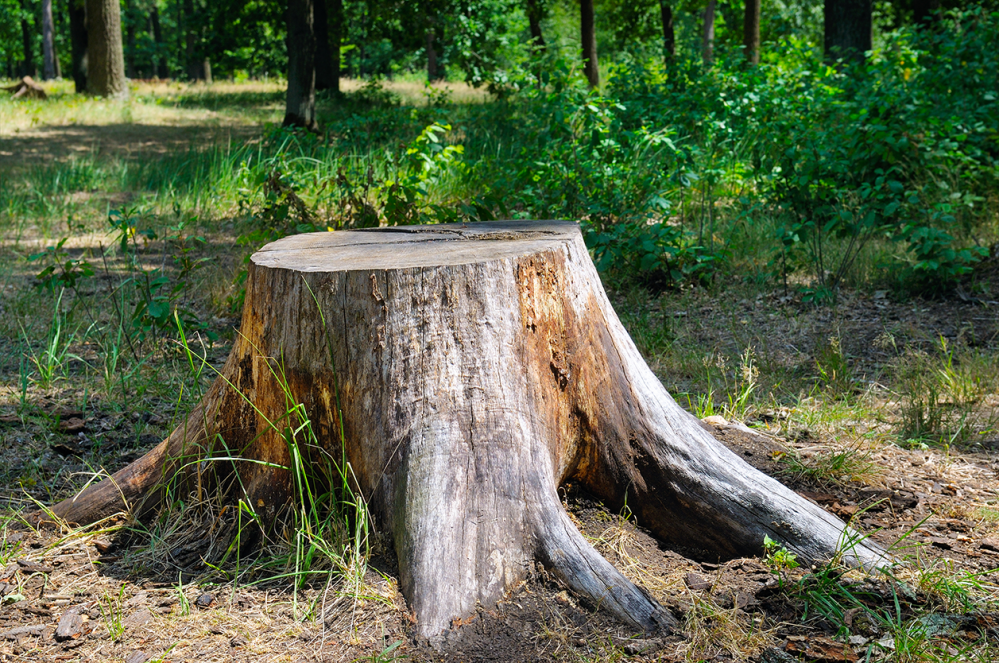 AdobeStock_242497257.png